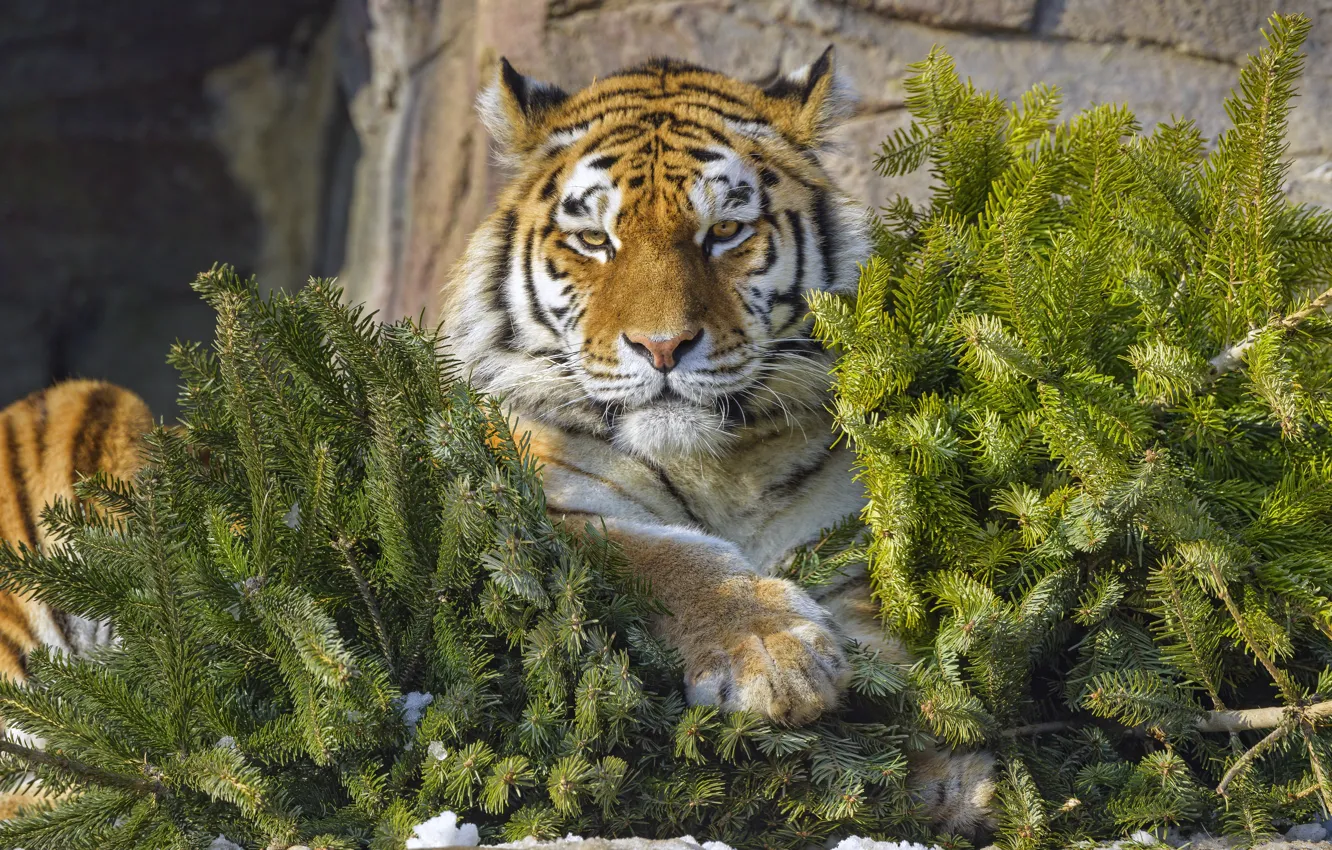 Photo wallpaper look, face, branches, tiger, stones, tree, spruce, lies