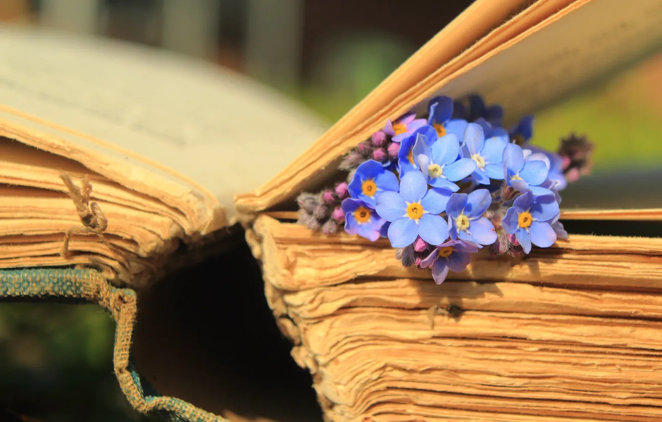 Photo wallpaper macro, flowers, book, page, forget-me-nots
