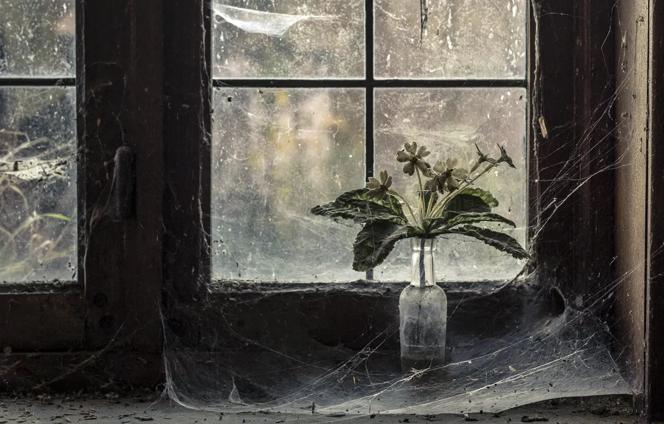 Photo wallpaper flowers, web, window