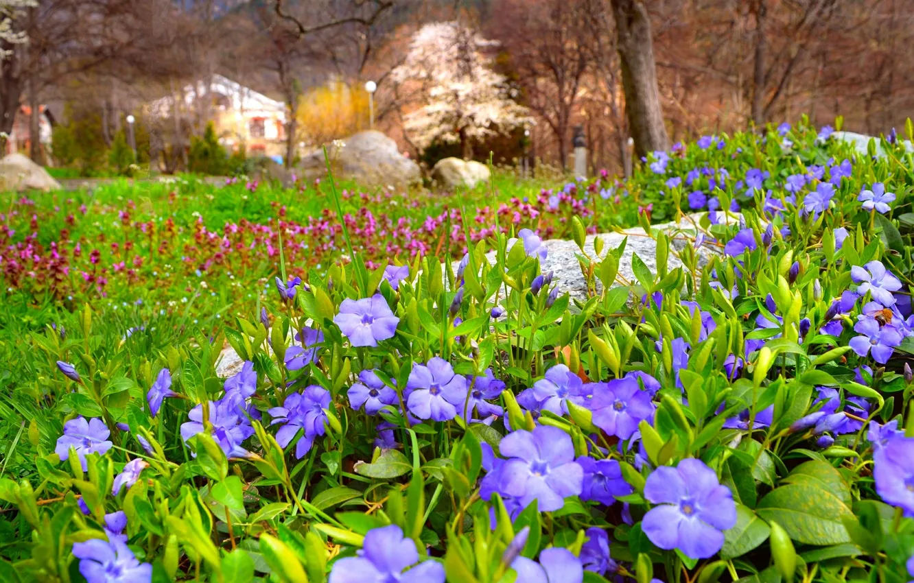 Photo wallpaper glade, spring, flowers, flowering, flowers, spring, Flowering