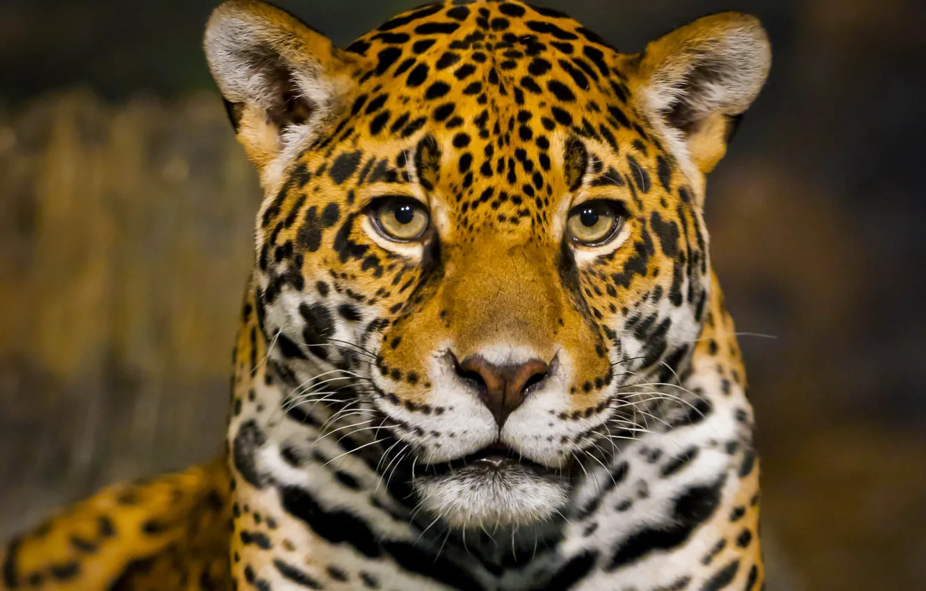 Photo wallpaper face, predator, Jaguar, bokeh, closeup