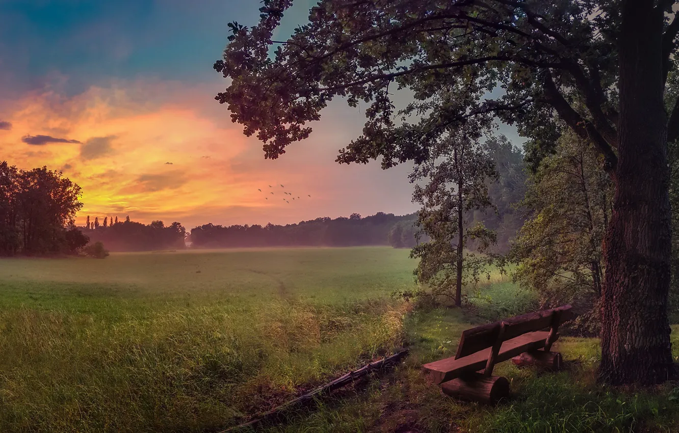 Photo wallpaper sunset, nature, fog, bench