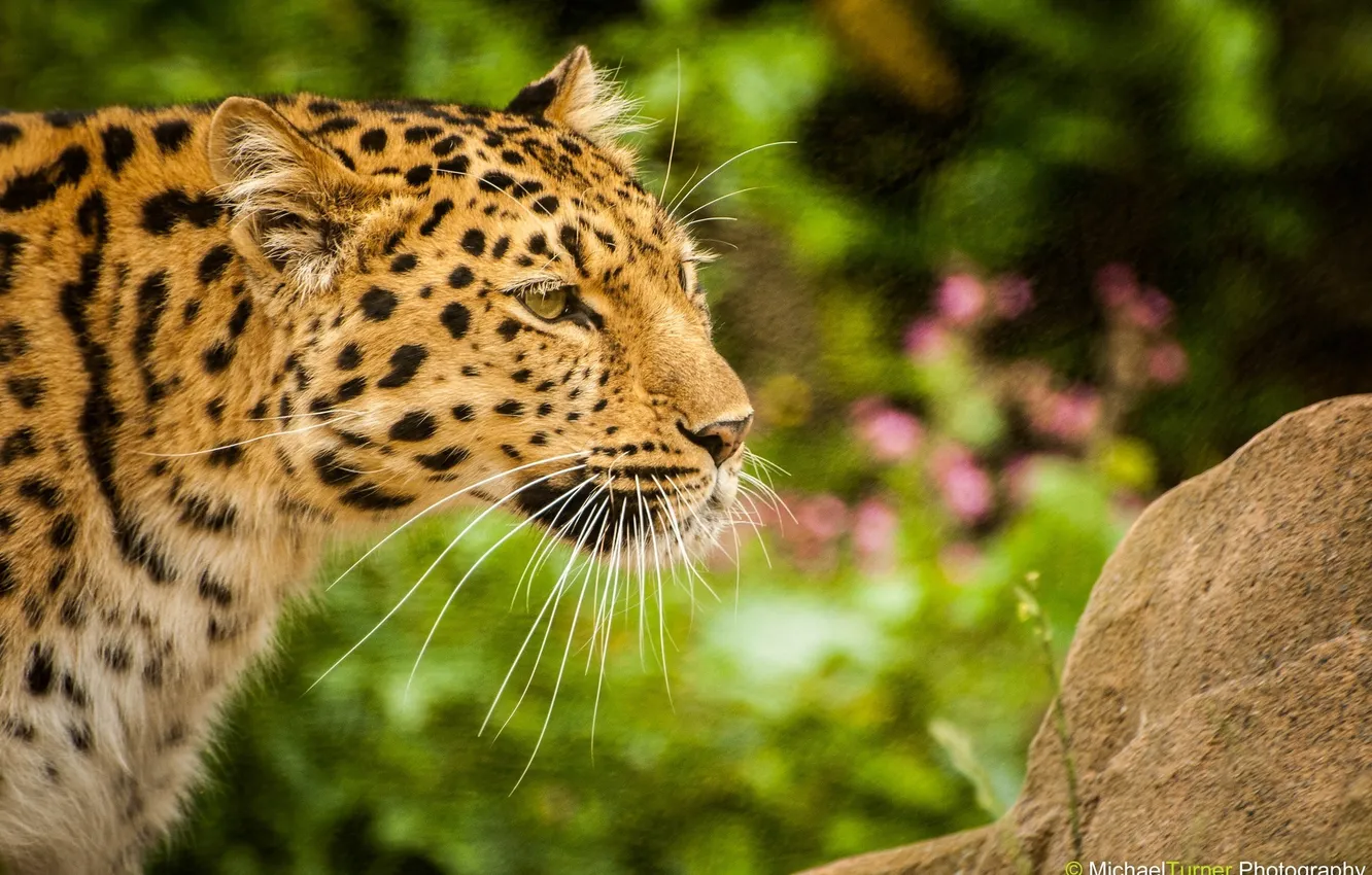 Photo wallpaper mustache, face, predator, profile, wild cat, the Amur leopard