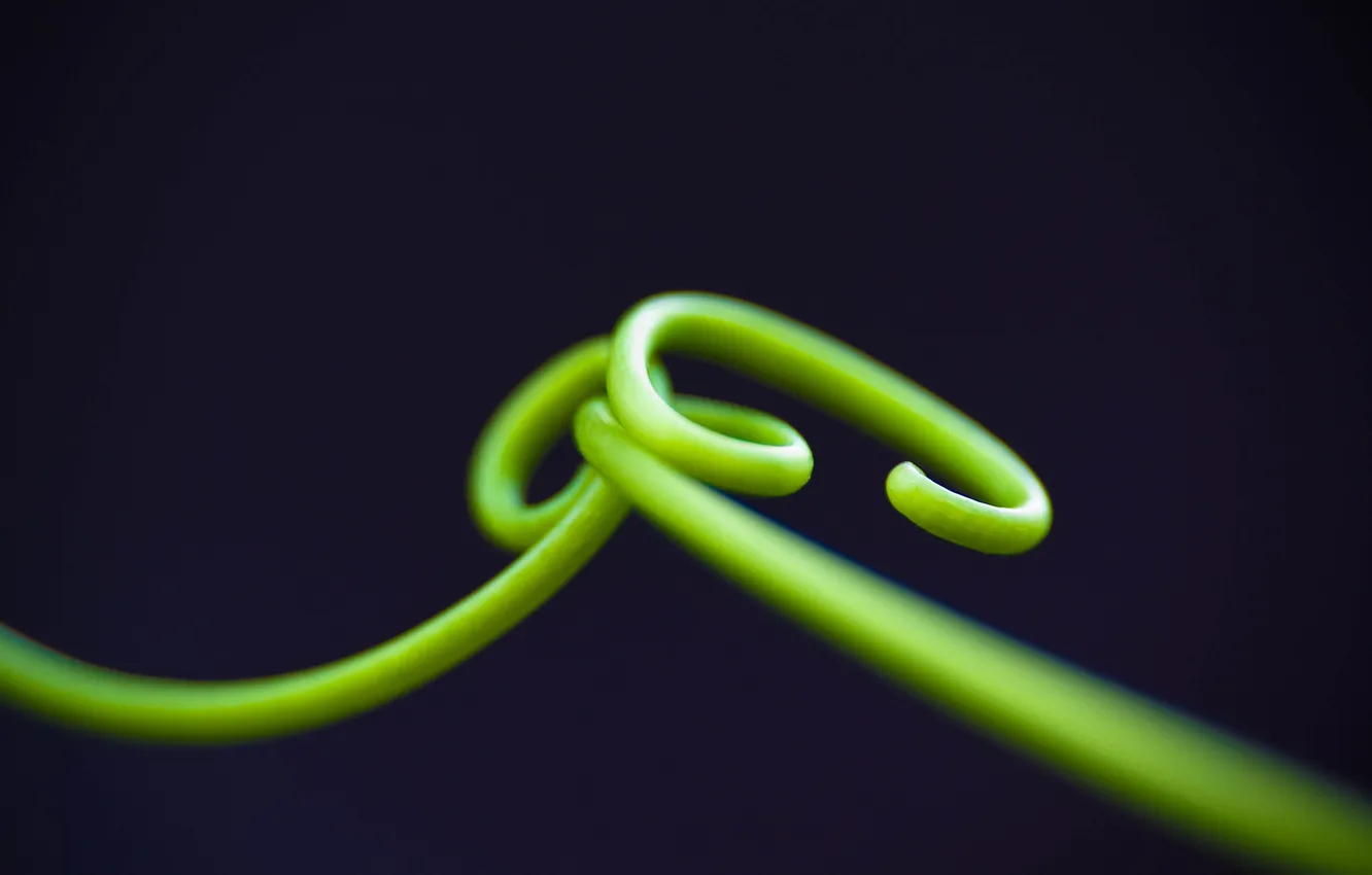 Photo wallpaper macro, stem, ring