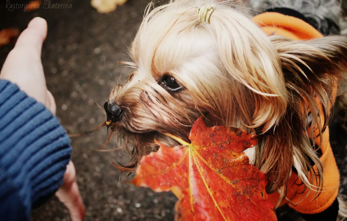 Photo wallpaper autumn, beautiful, Yorkie, clothing, with a man