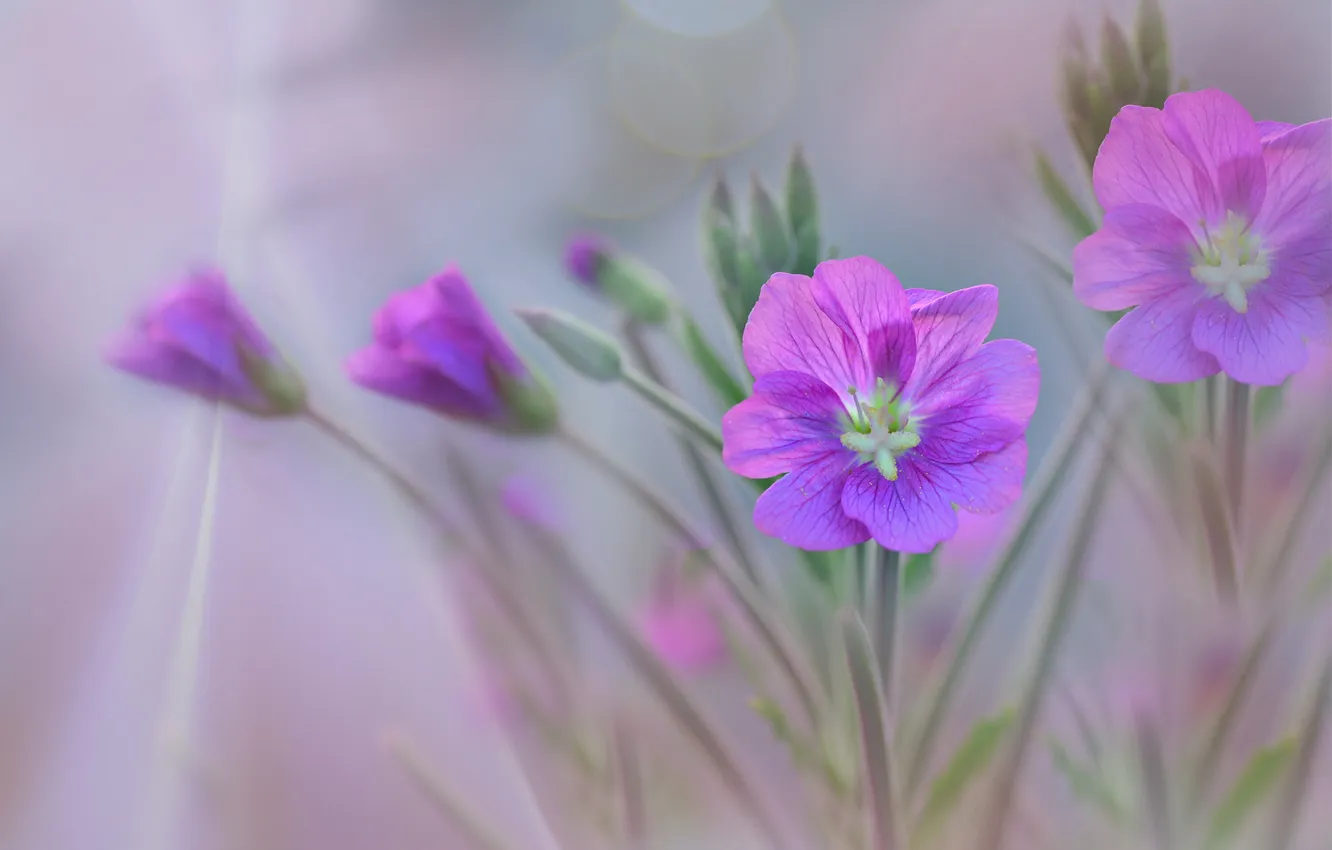 Photo wallpaper field, nature, petals, stem, meadow