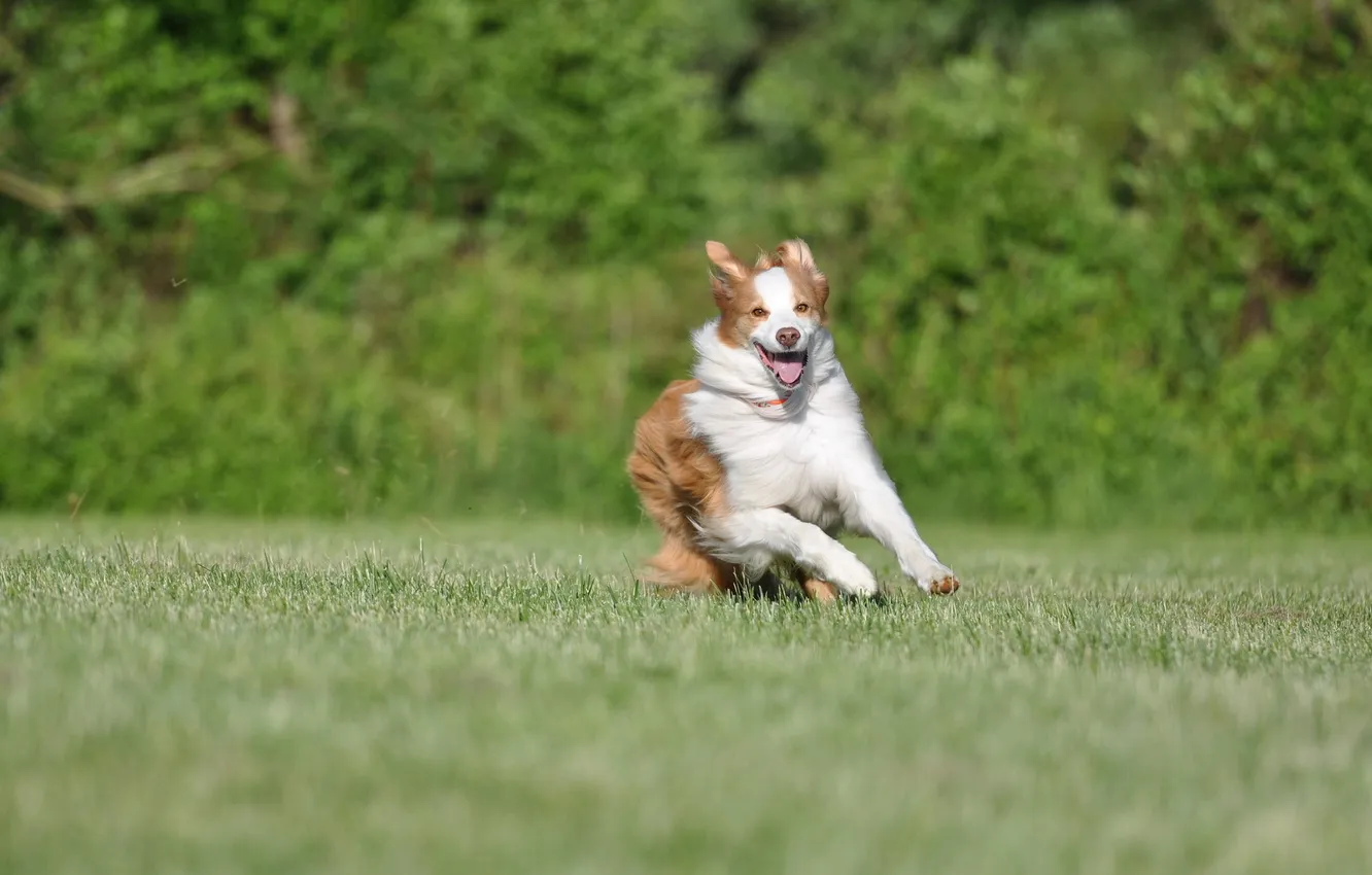 Photo wallpaper field, each, dog