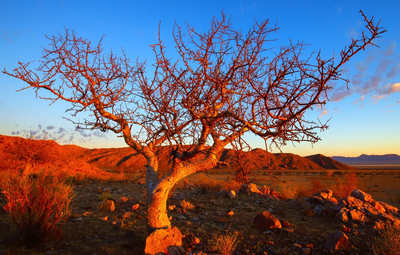 Photo wallpaper tree, Namibia, Solitaire