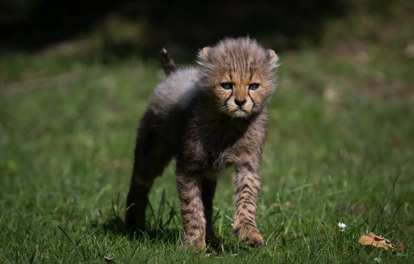 Photo wallpaper grass, Cheetah, cub