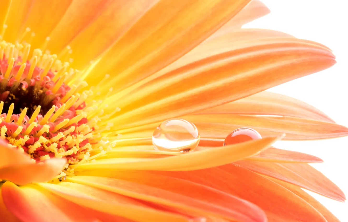 Photo wallpaper water, drops, colorful, gerbera, flowers, gerbera