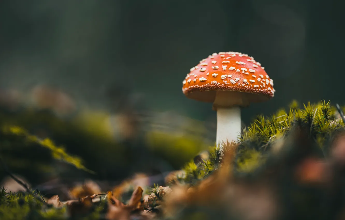 Photo wallpaper mushroom, moss, mushroom