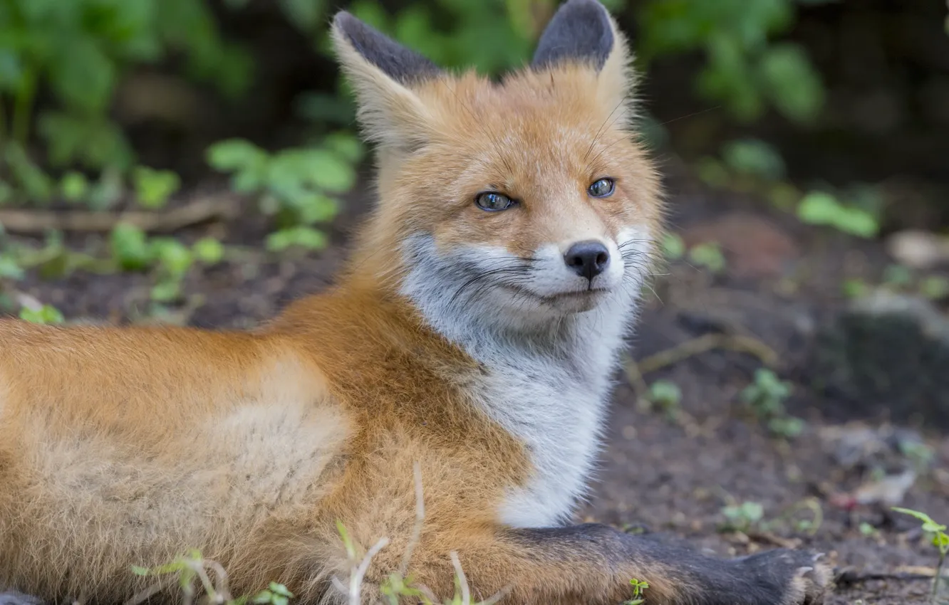 Photo wallpaper nature, animal, Fox, Fox, Yuri Kulakov