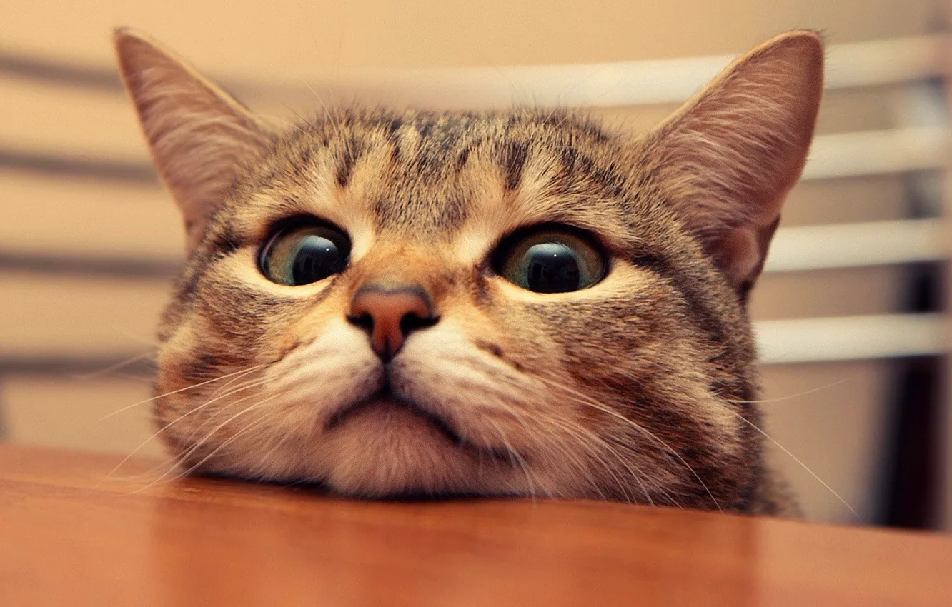 Photo wallpaper cat, face, ears, unhappy, curiosity, cat