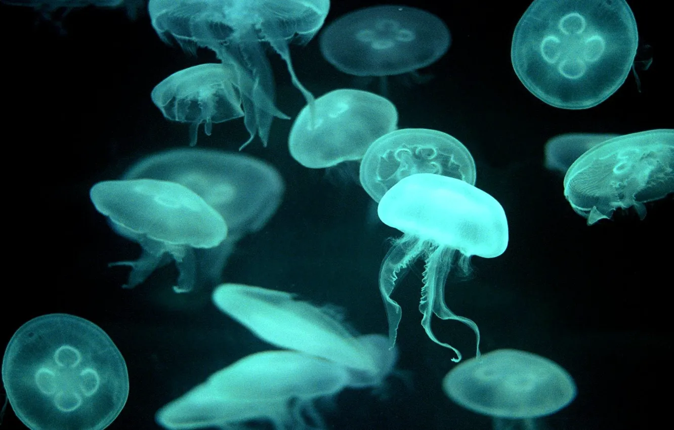 Photo wallpaper blue, Jellyfish, transparent