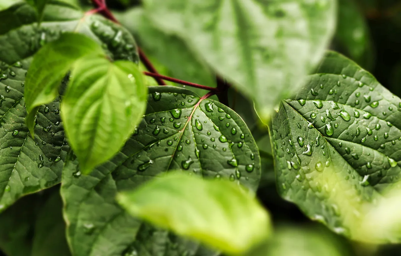 Photo wallpaper leaves, wet, water drops