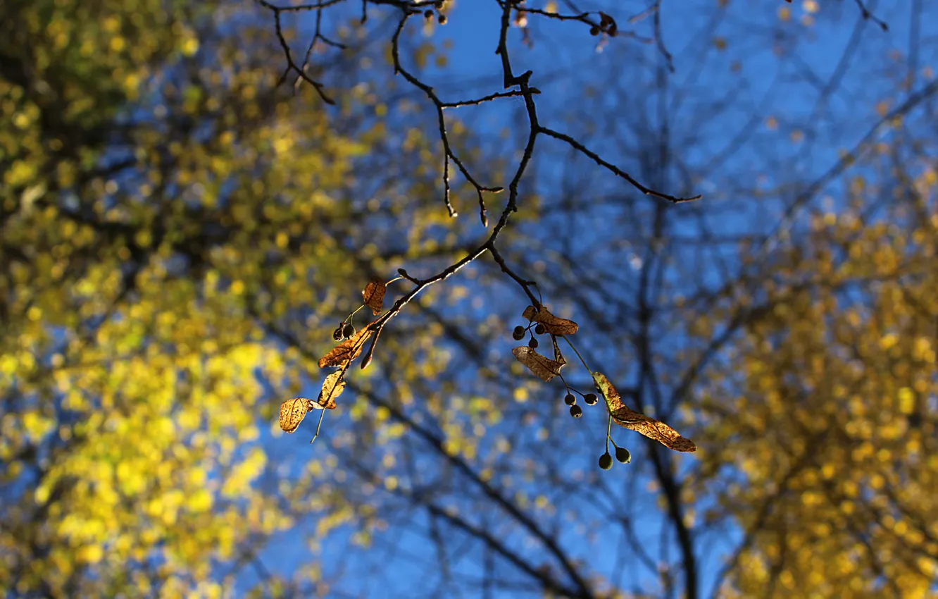 Photo wallpaper autumn, the sky, leaves, mood, real photo