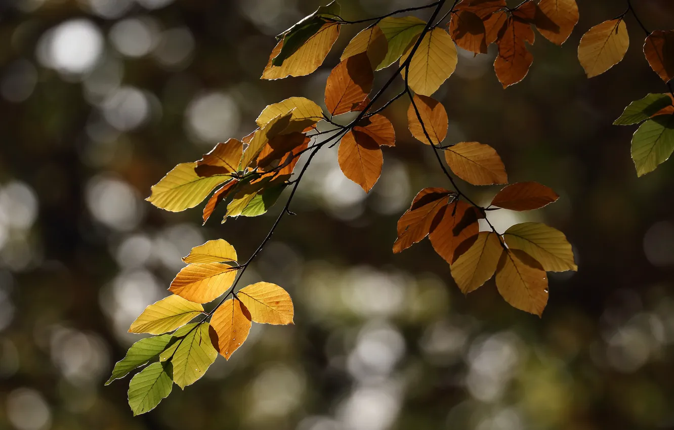 Photo wallpaper autumn, leaves, trees, branches