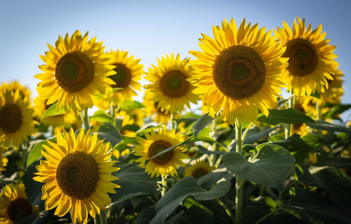 Photo wallpaper summer, light, sunflowers, flowers, yellow, a lot, sunflower, blue sky