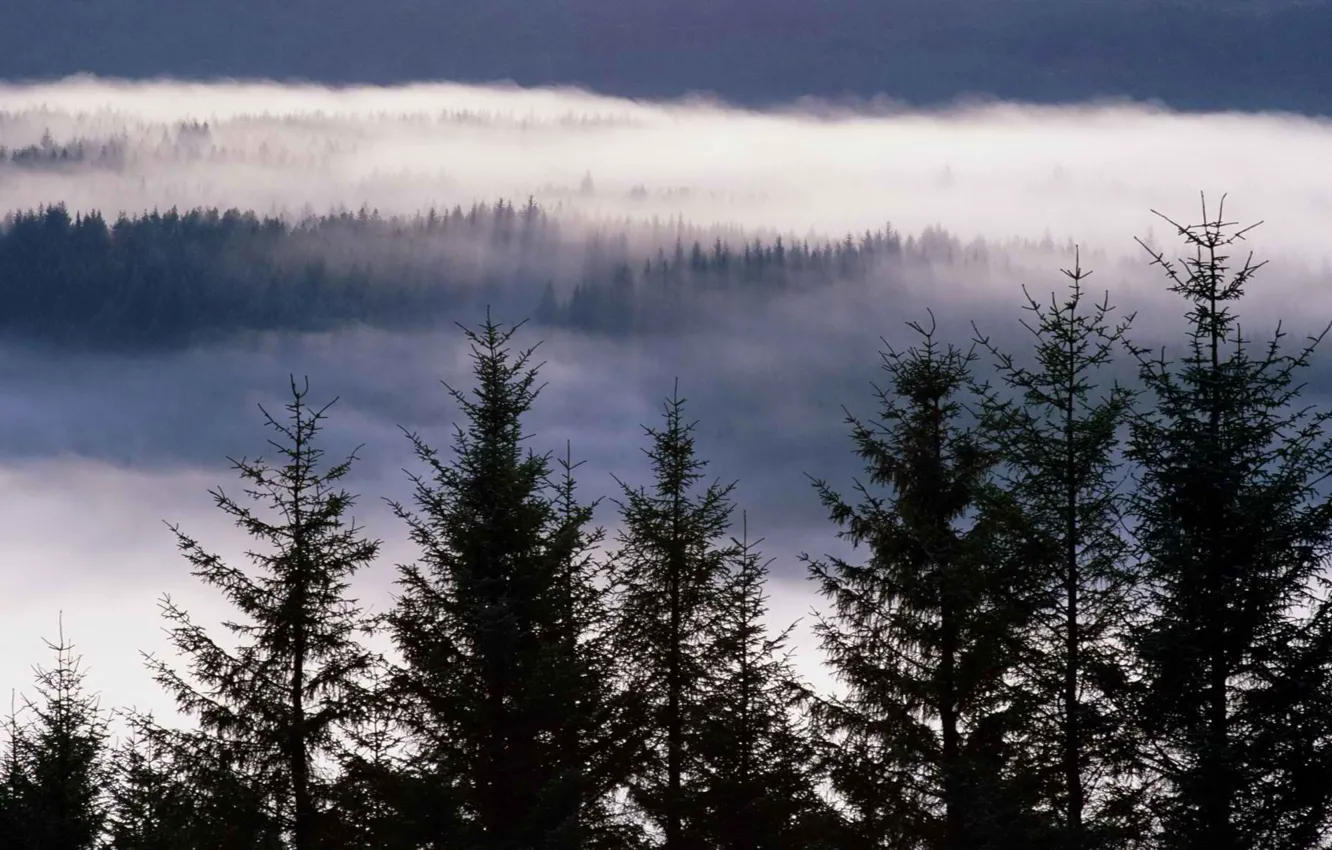 Photo wallpaper forest, trees, nature, fog, Scotland