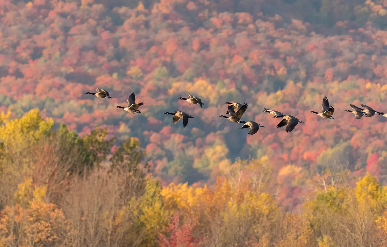 Photo wallpaper autumn, forest, trees, flight, birds, hills, pack, geese