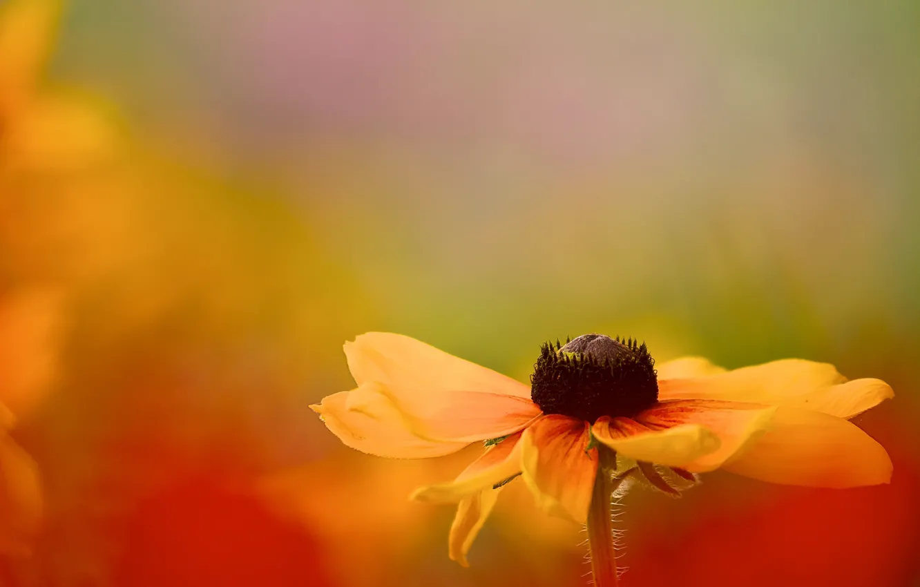 Photo wallpaper flower, yellow, red, background, petals, garden, blurred, rudbeckia