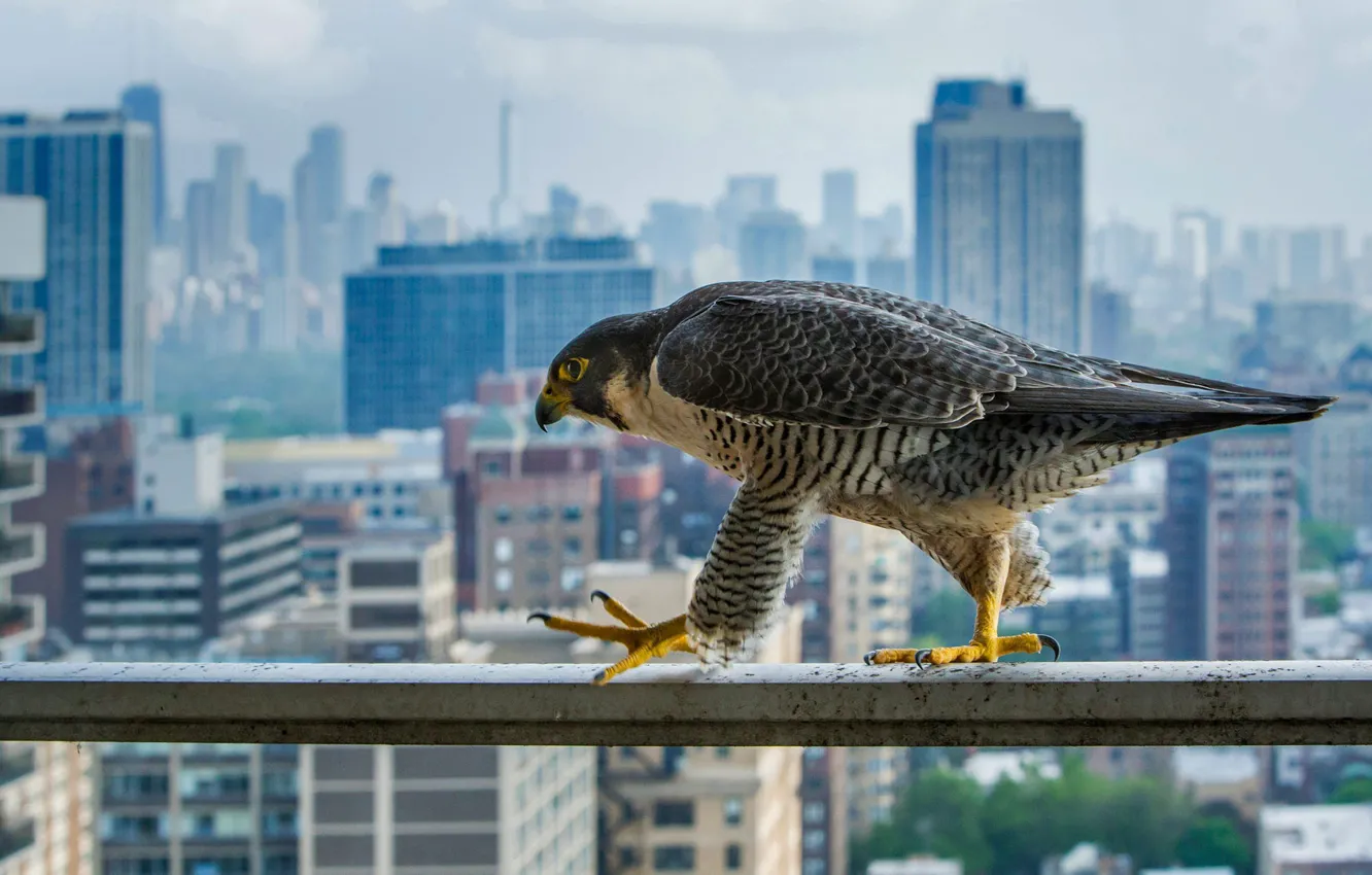 Photo wallpaper the city, bird, home, predator, beak, Chicago, peregrine