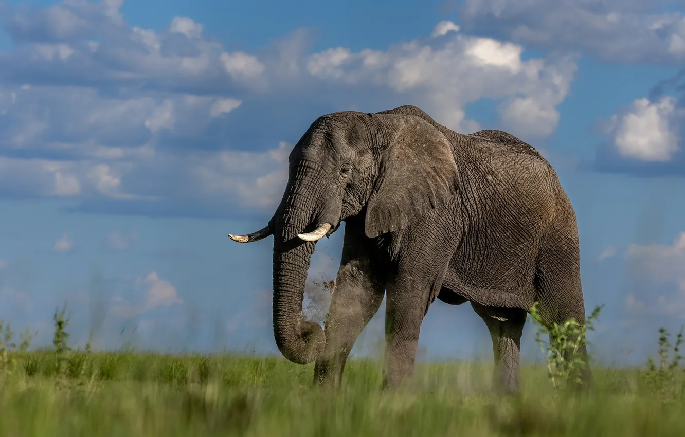 Photo wallpaper field, the sky, clouds, elephant