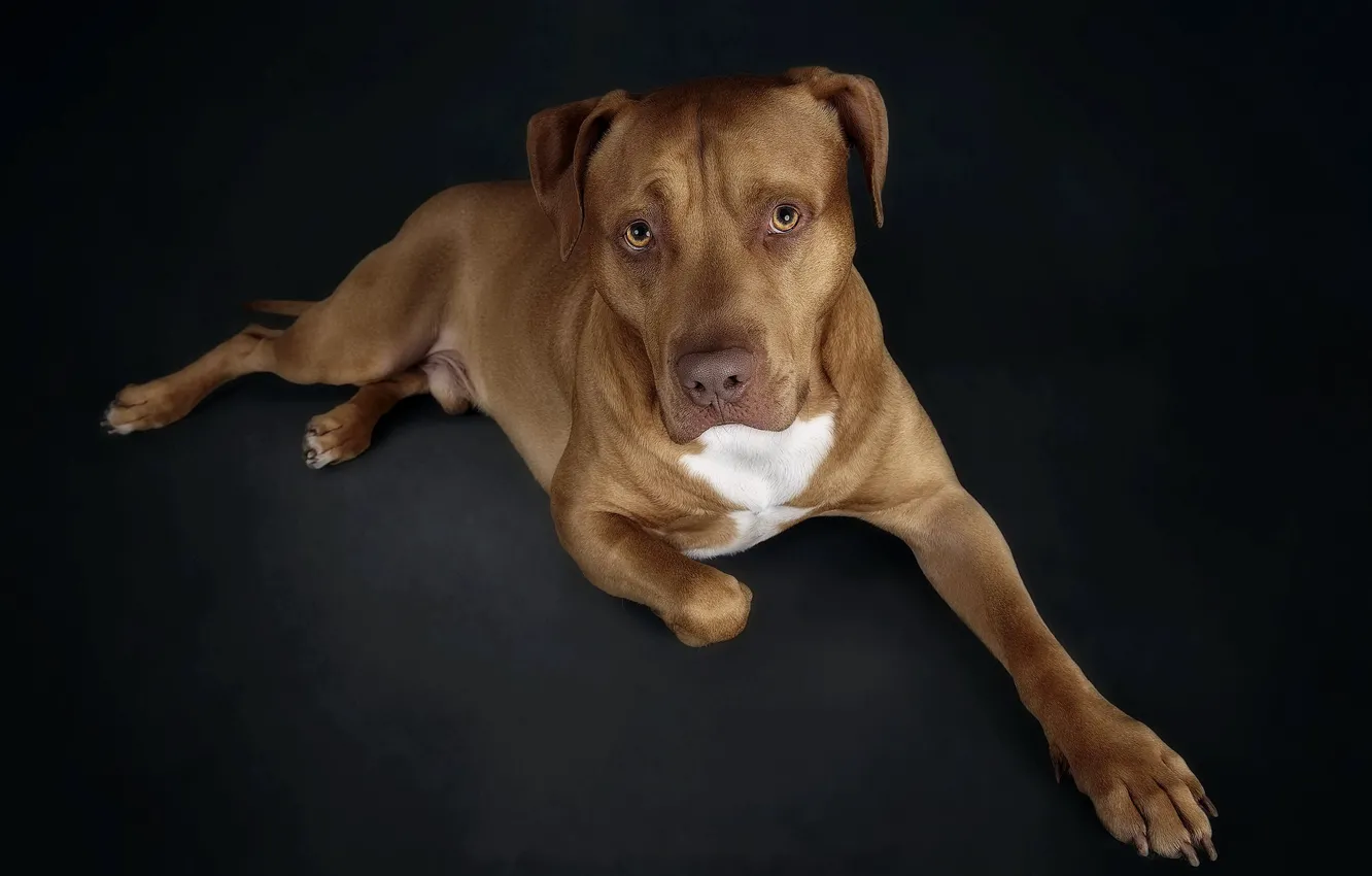 Photo wallpaper look, each, dog