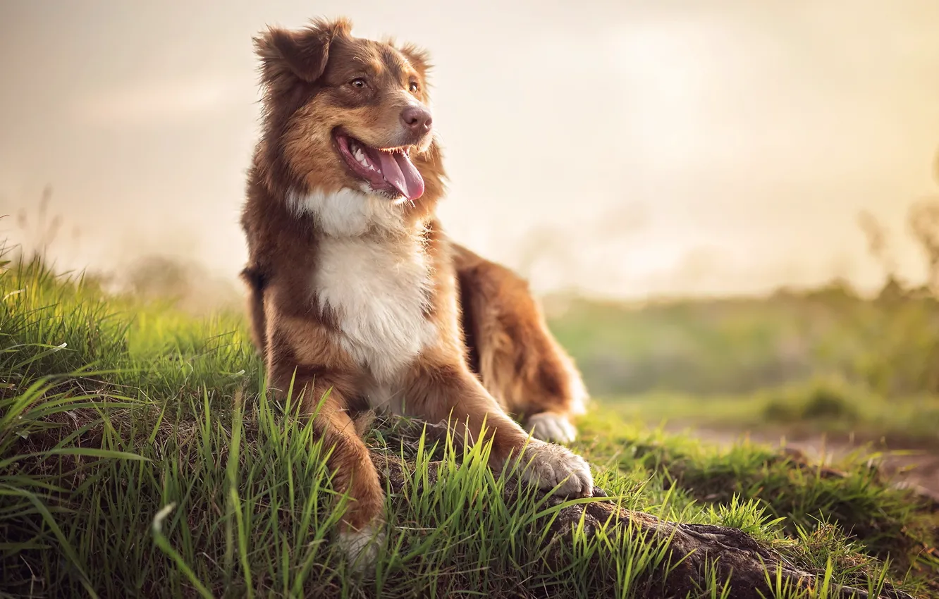 Photo wallpaper look, each, dog