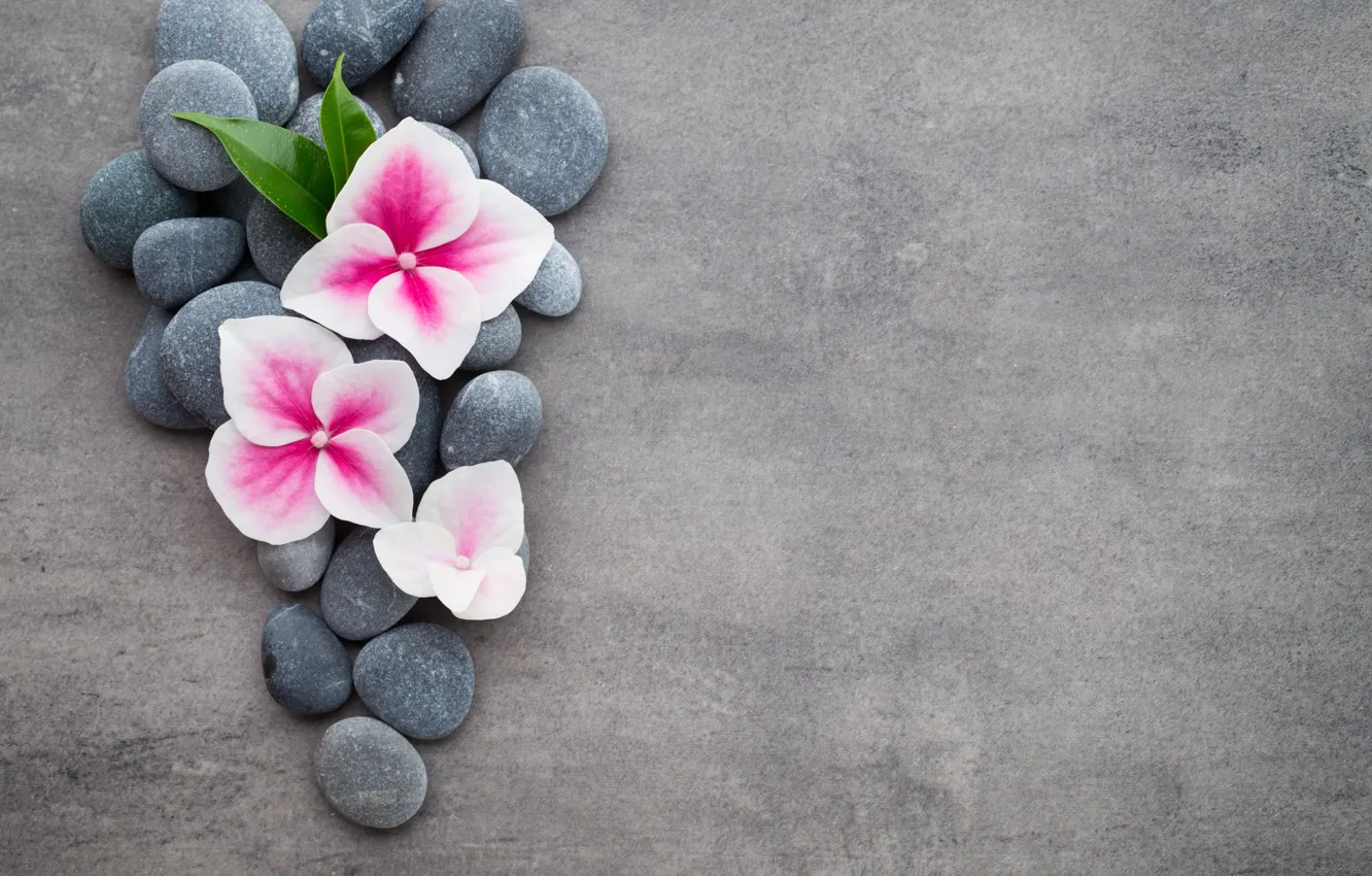Photo wallpaper flowers, stones, flower, orchid, stones, spa, zen