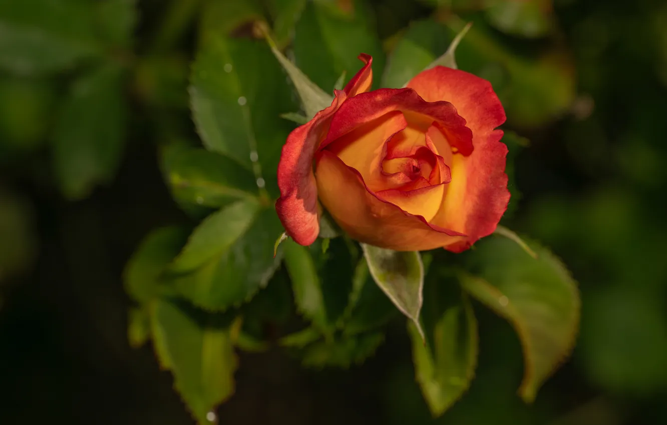 Photo wallpaper leaves, macro, flowers, branches, red, roses, petals, red-orange