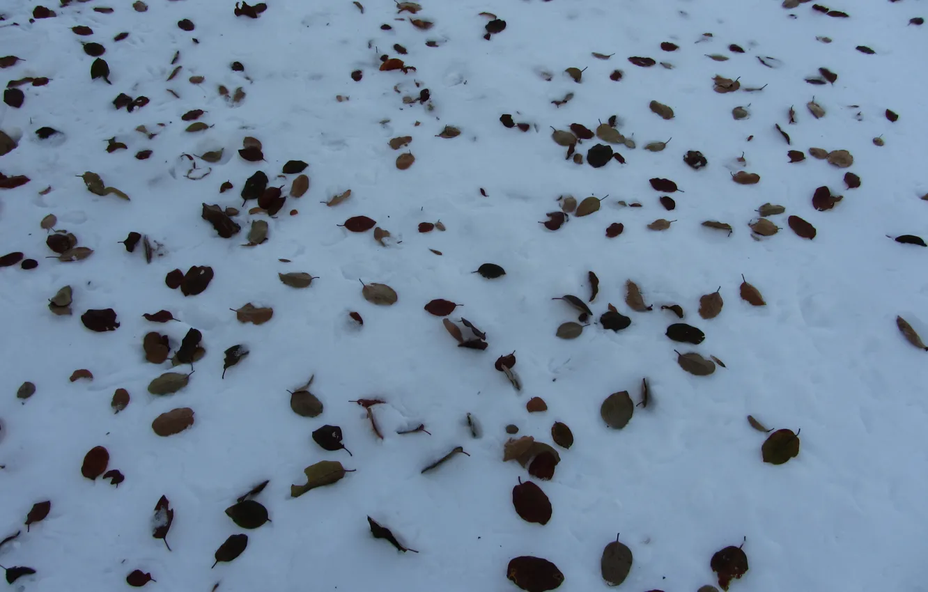 Photo wallpaper Winter, snow, leaves