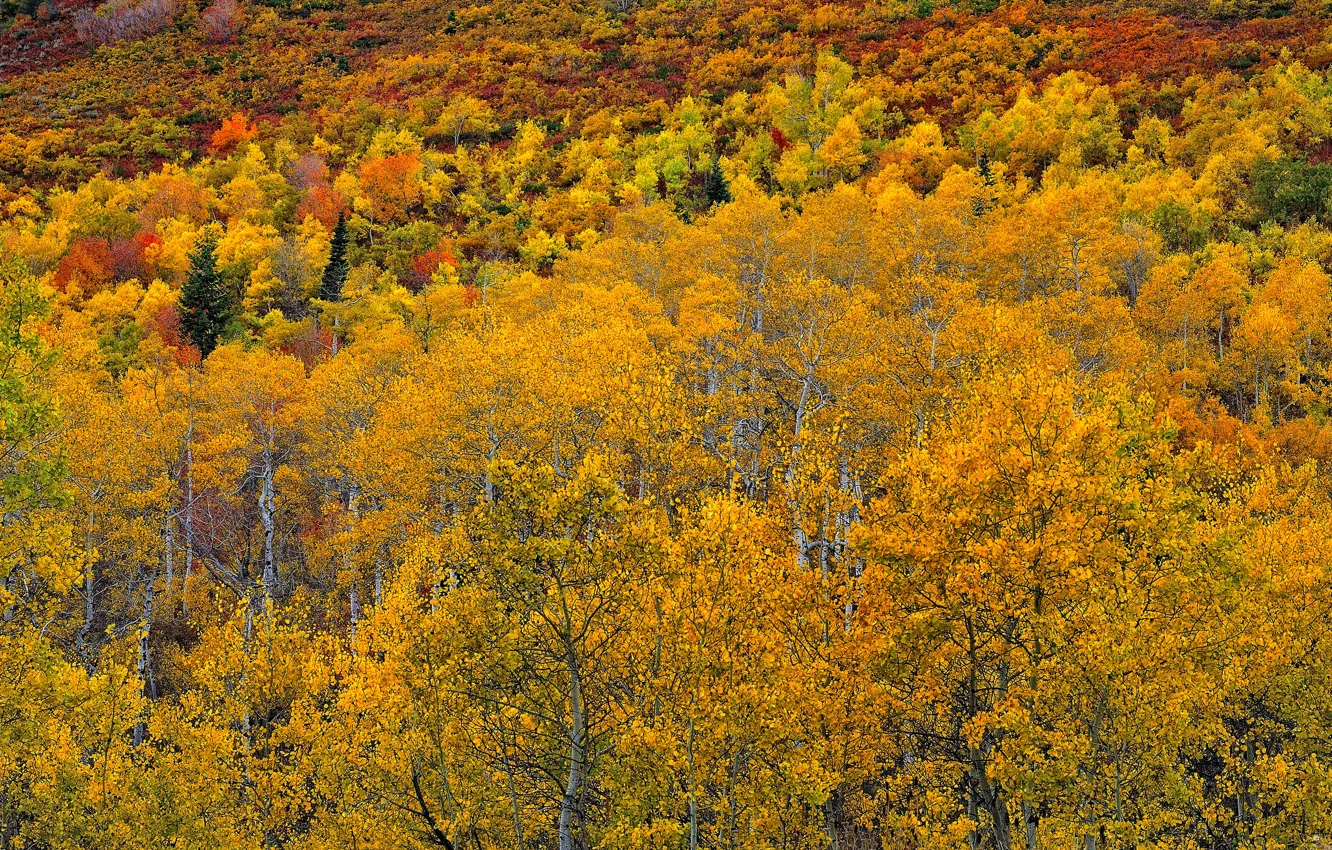 Photo wallpaper autumn, forest, leaves, Colorado, USA, aspen, Aspen