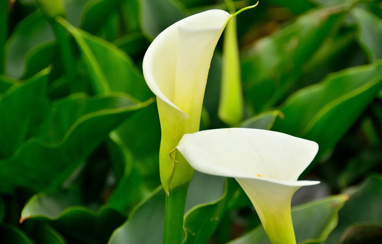 Photo wallpaper greens, leaves, flowers, Calla lilies