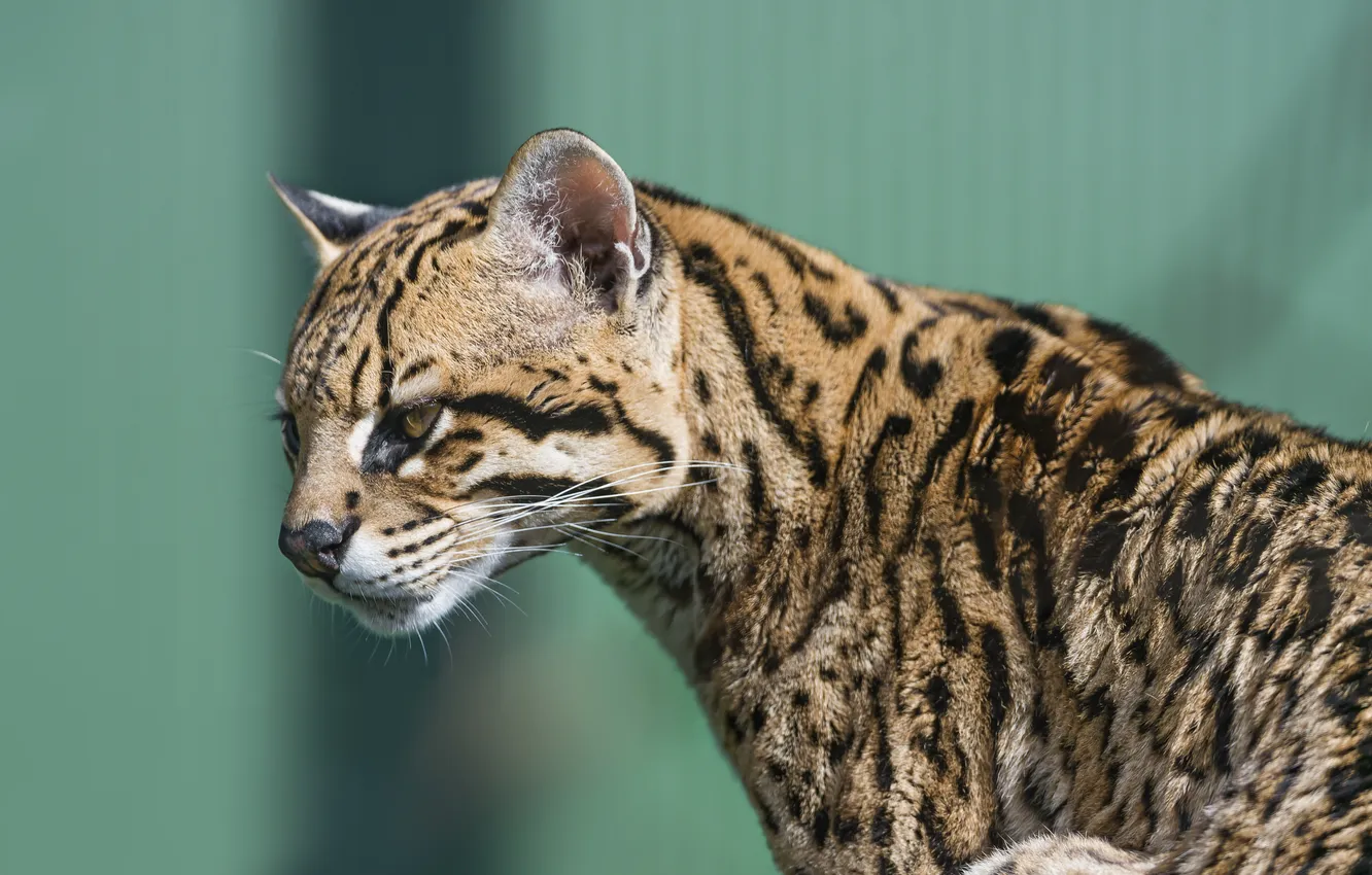 Photo wallpaper cat, ocelot, ©Tambako The Jaguar