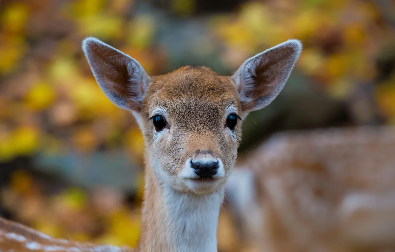 Photo wallpaper look, portrait, muzzle, ears, fawn