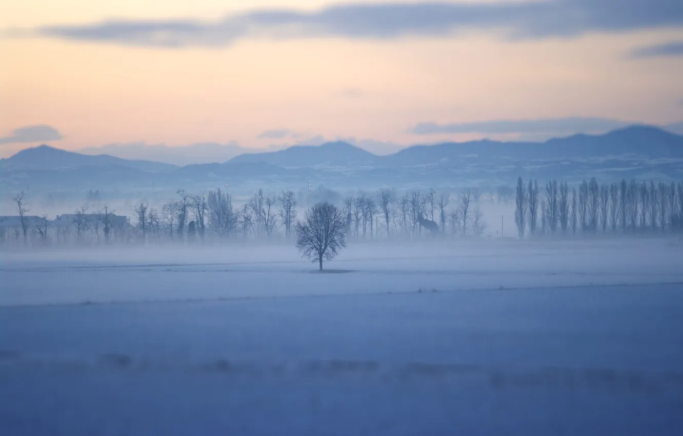 Photo wallpaper trees, landscape, nature