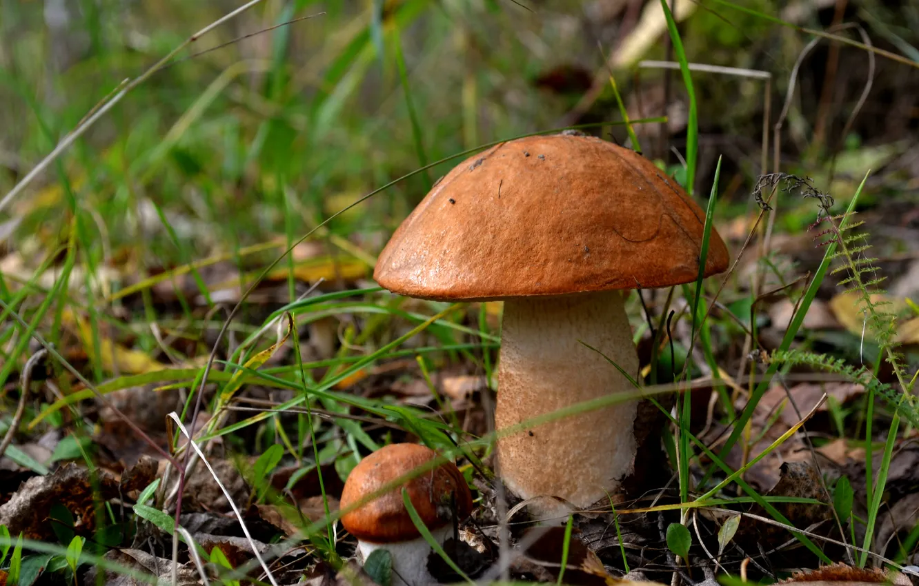 Photo wallpaper nature, mushrooms, boletus