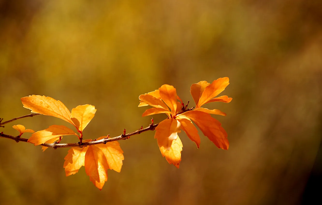 Photo wallpaper leaves, stem, leaves, bokeh, bokeh, stalk