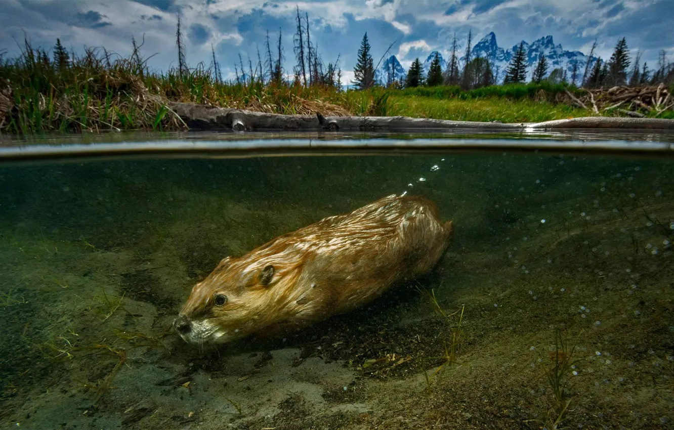 Photo wallpaper water, Wyoming, USA, beaver, rodent, Grand Teton