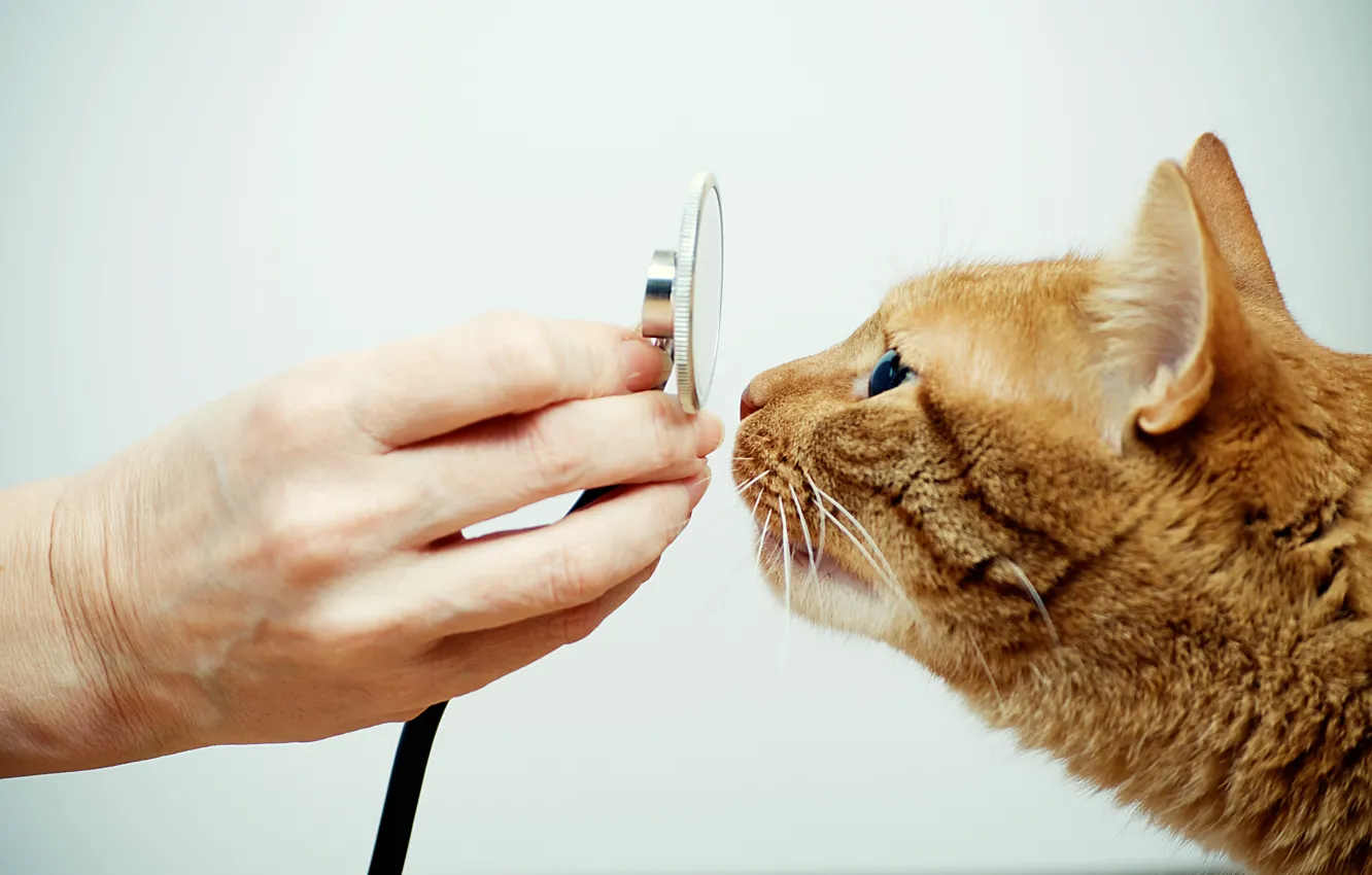 Photo wallpaper cat, feline, veterinarian