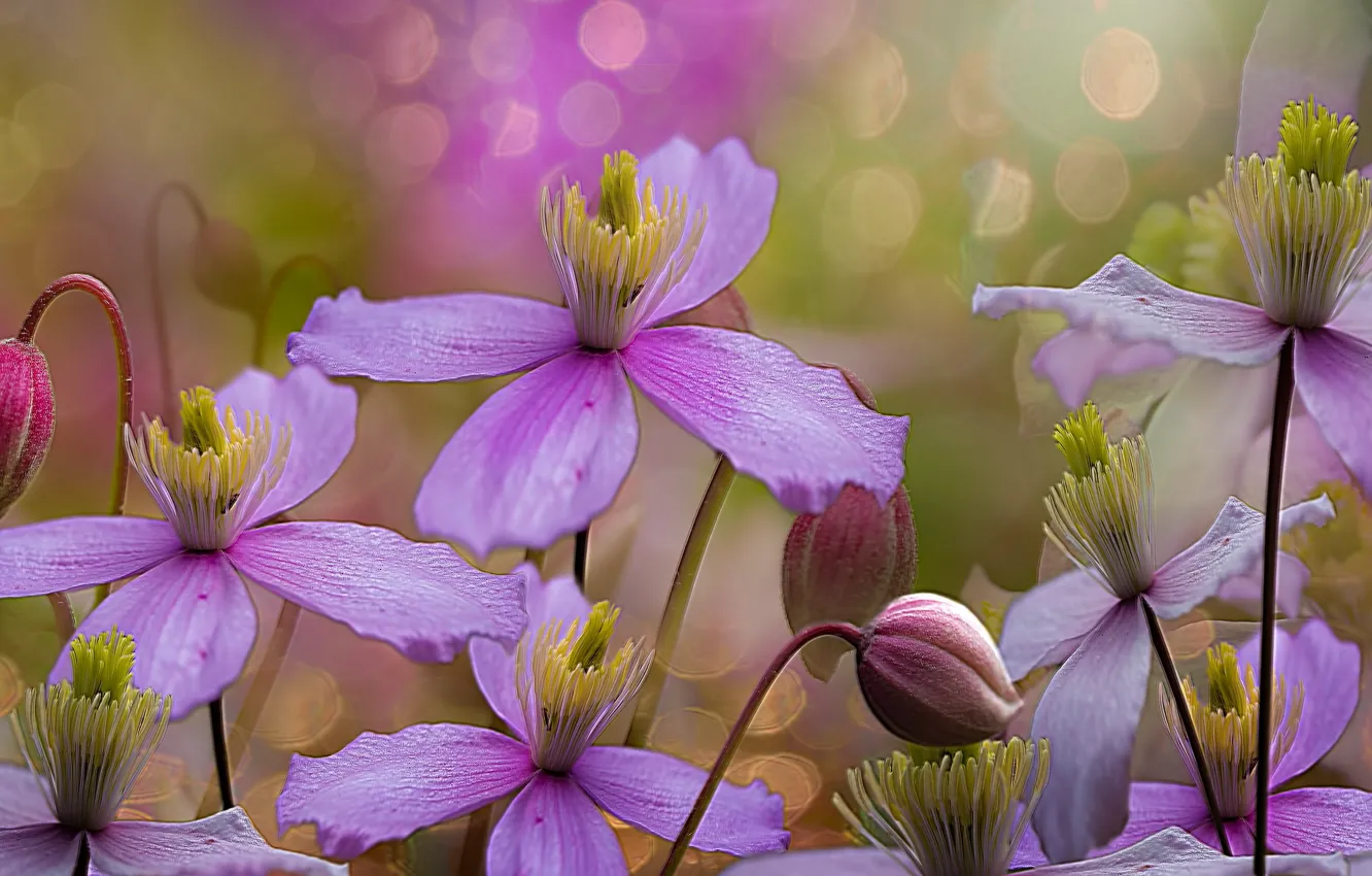 Photo wallpaper macro, flowers, nature