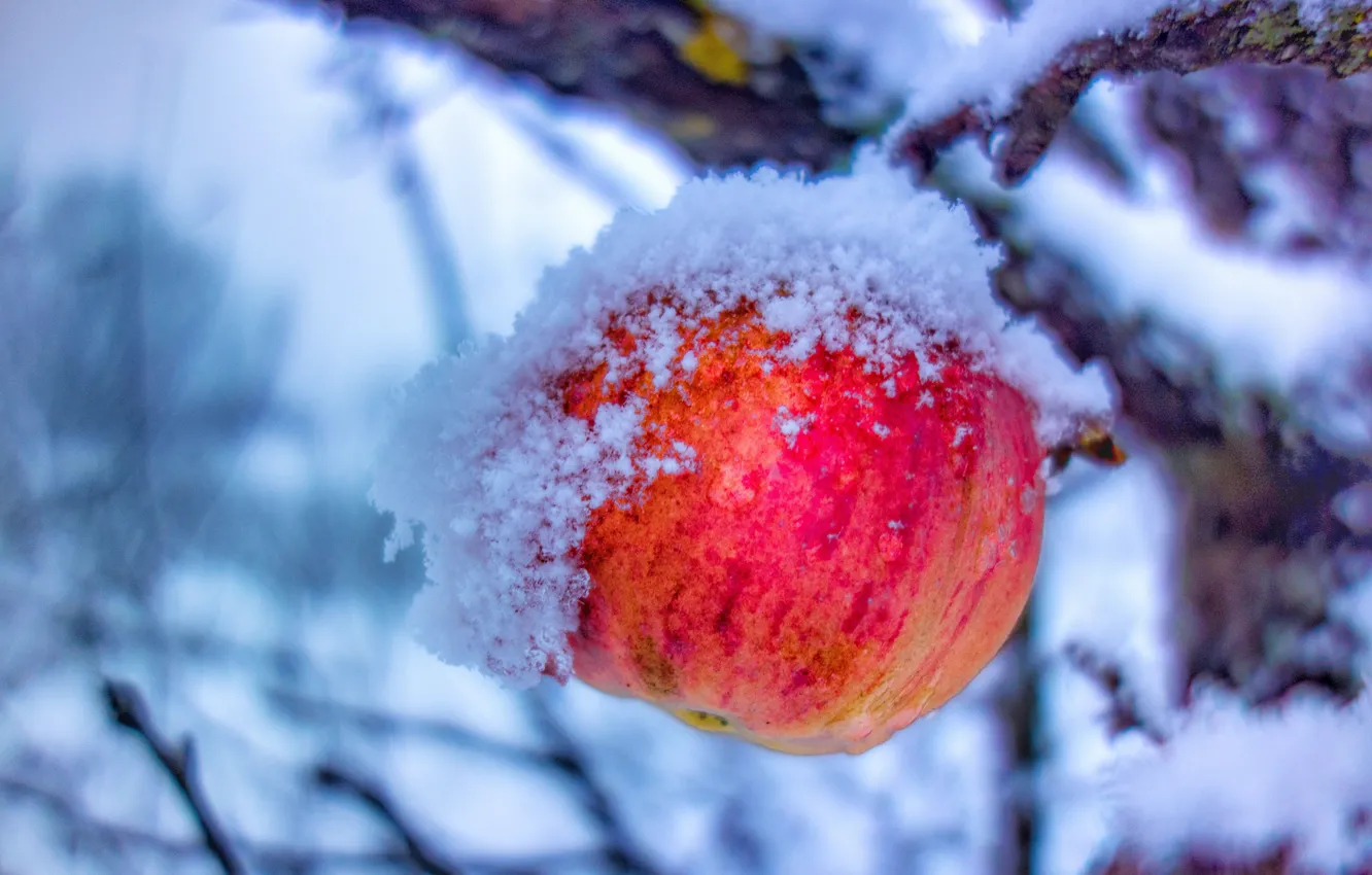 Photo wallpaper winter, frost, snow, branches, red, apples