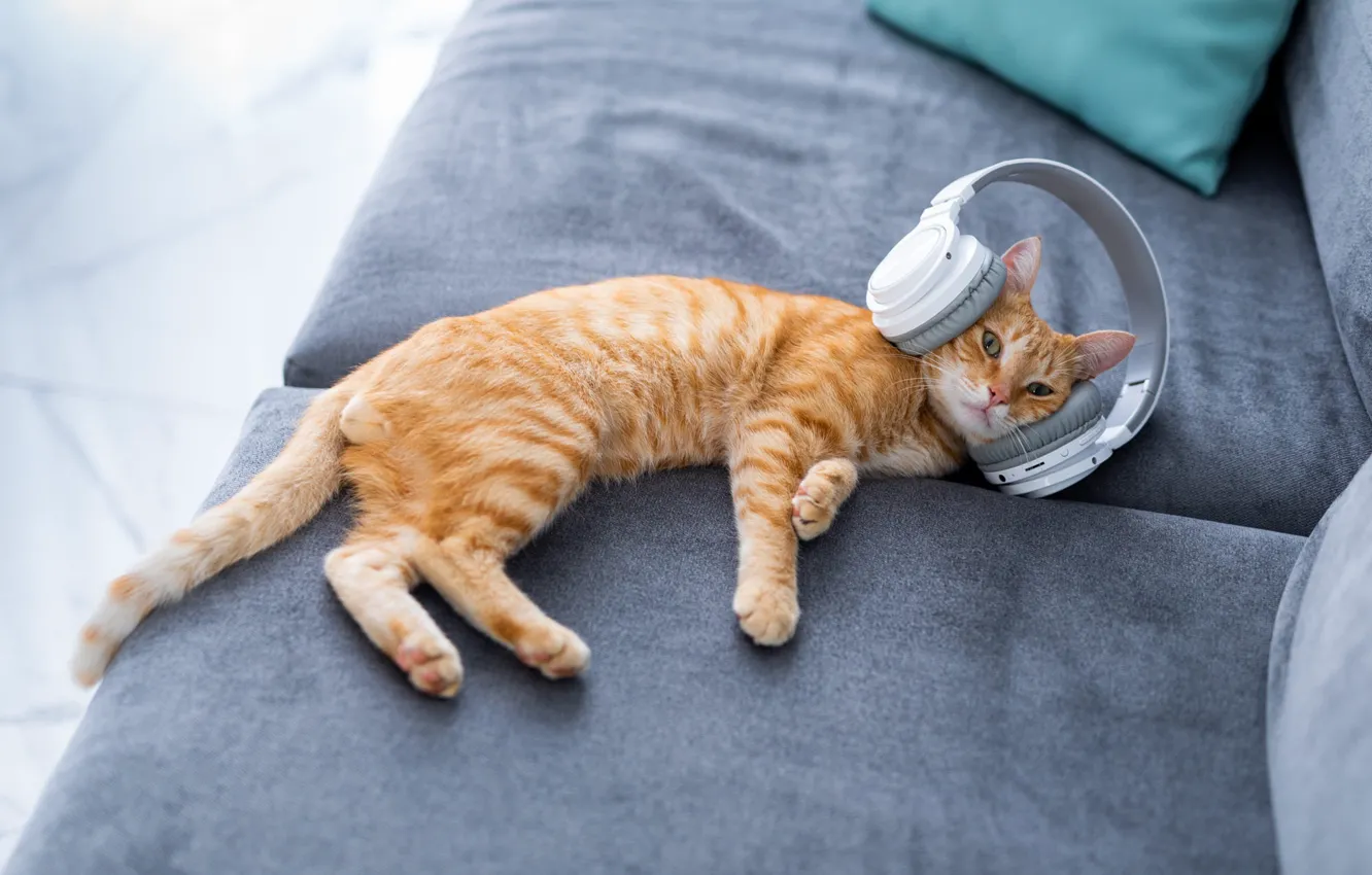 Photo wallpaper cat, cat, pose, sofa, chair, headphones, lies, red