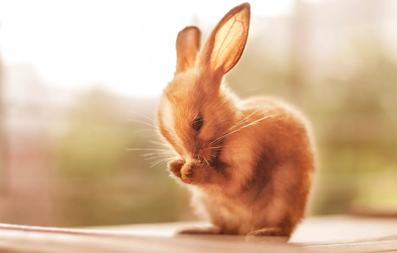 Photo wallpaper small, rabbit, washes