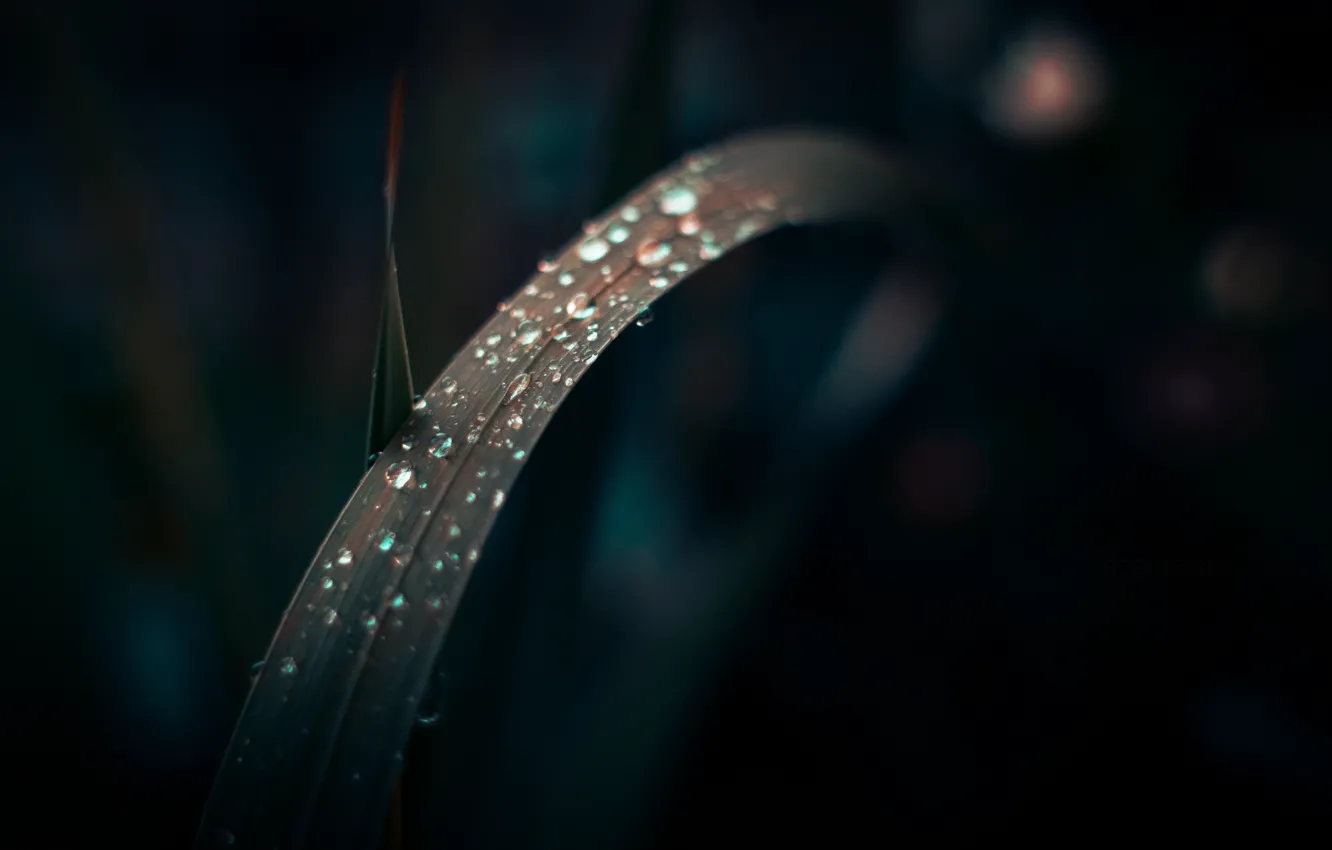 Photo wallpaper grass, drops, macro, the dark background, dobraatebe