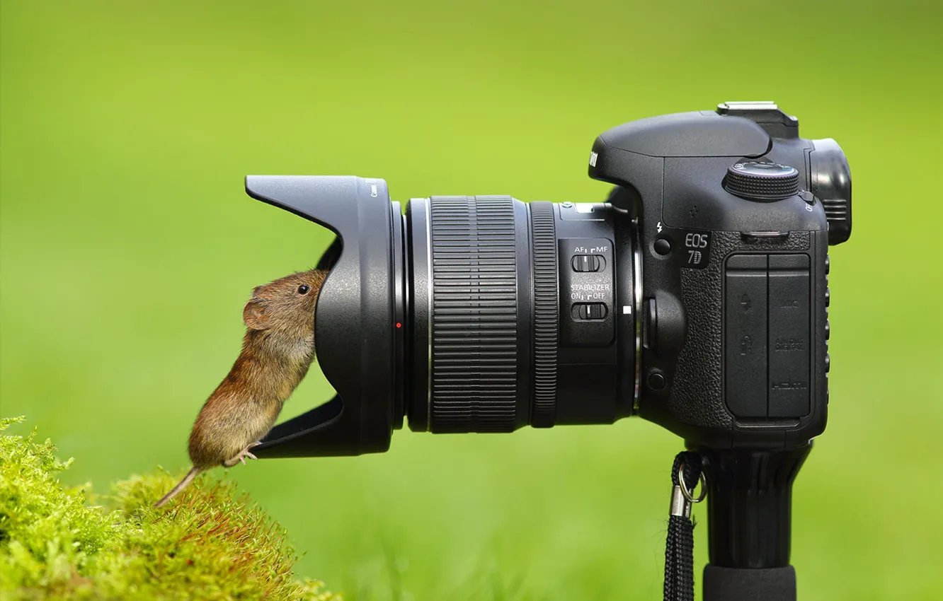 Photo wallpaper mouse, the camera, lens, curiosity