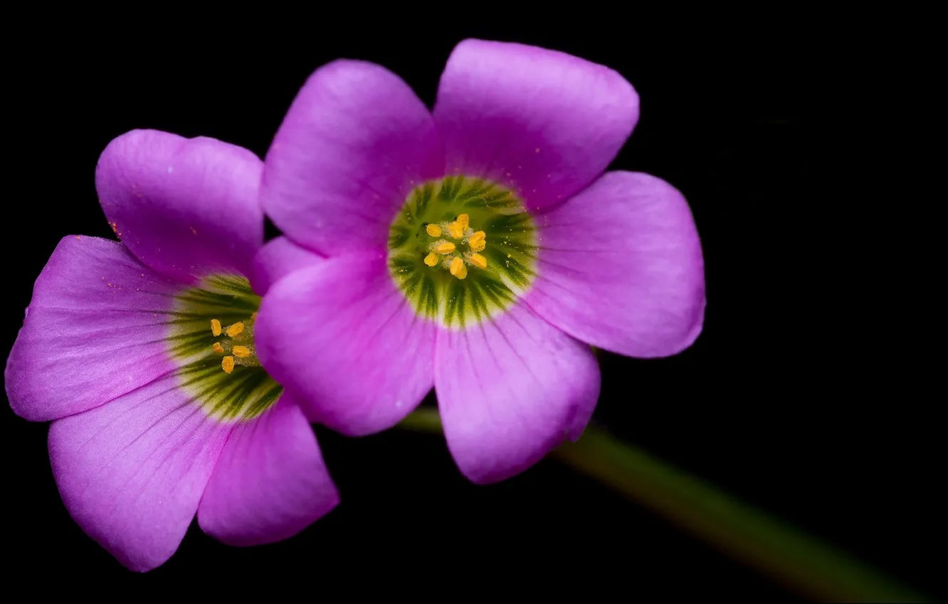 Photo wallpaper flowers, nature, flowers, two