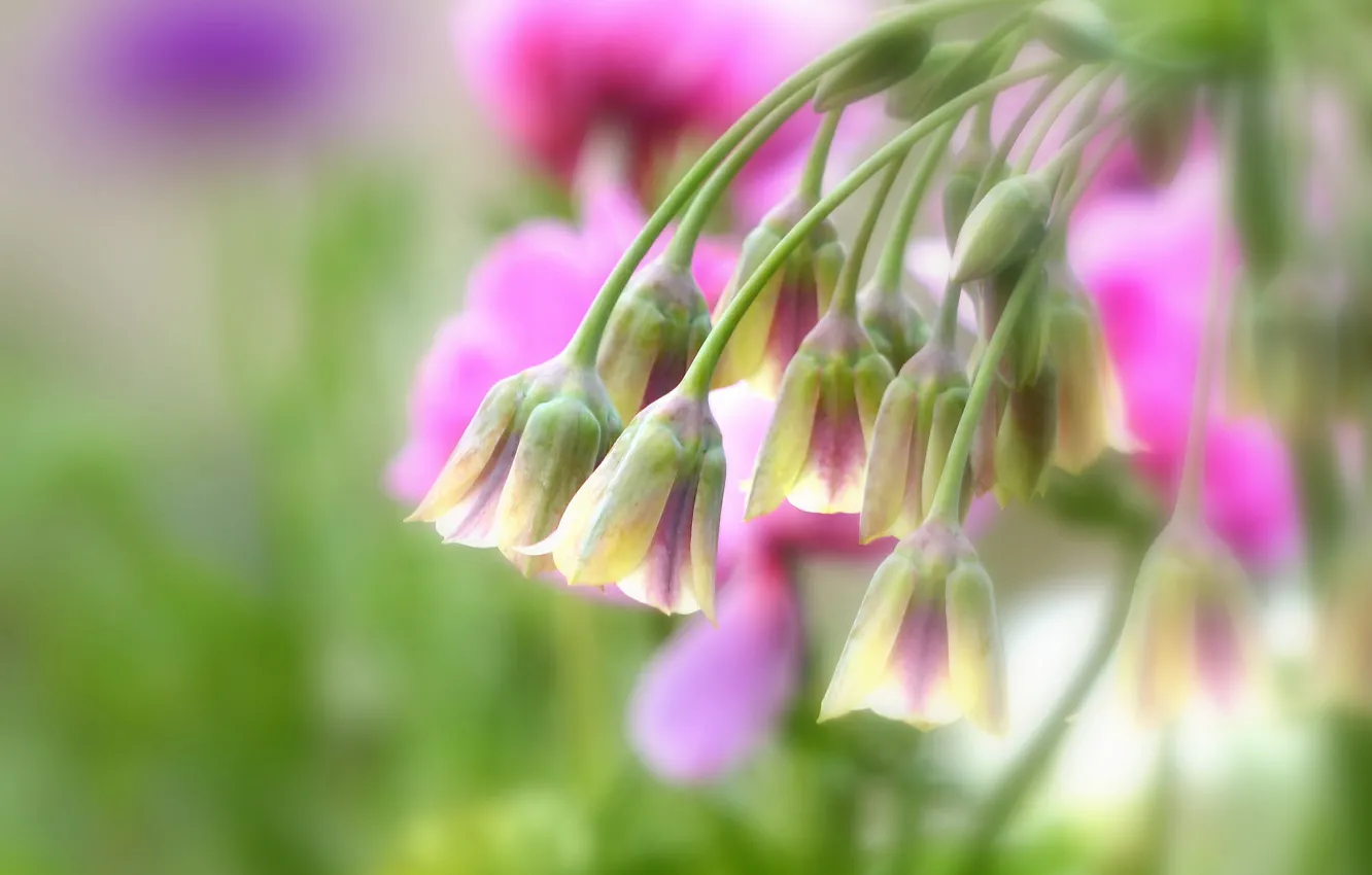 Photo wallpaper macro, flowers, bokeh, Nectaroscordum