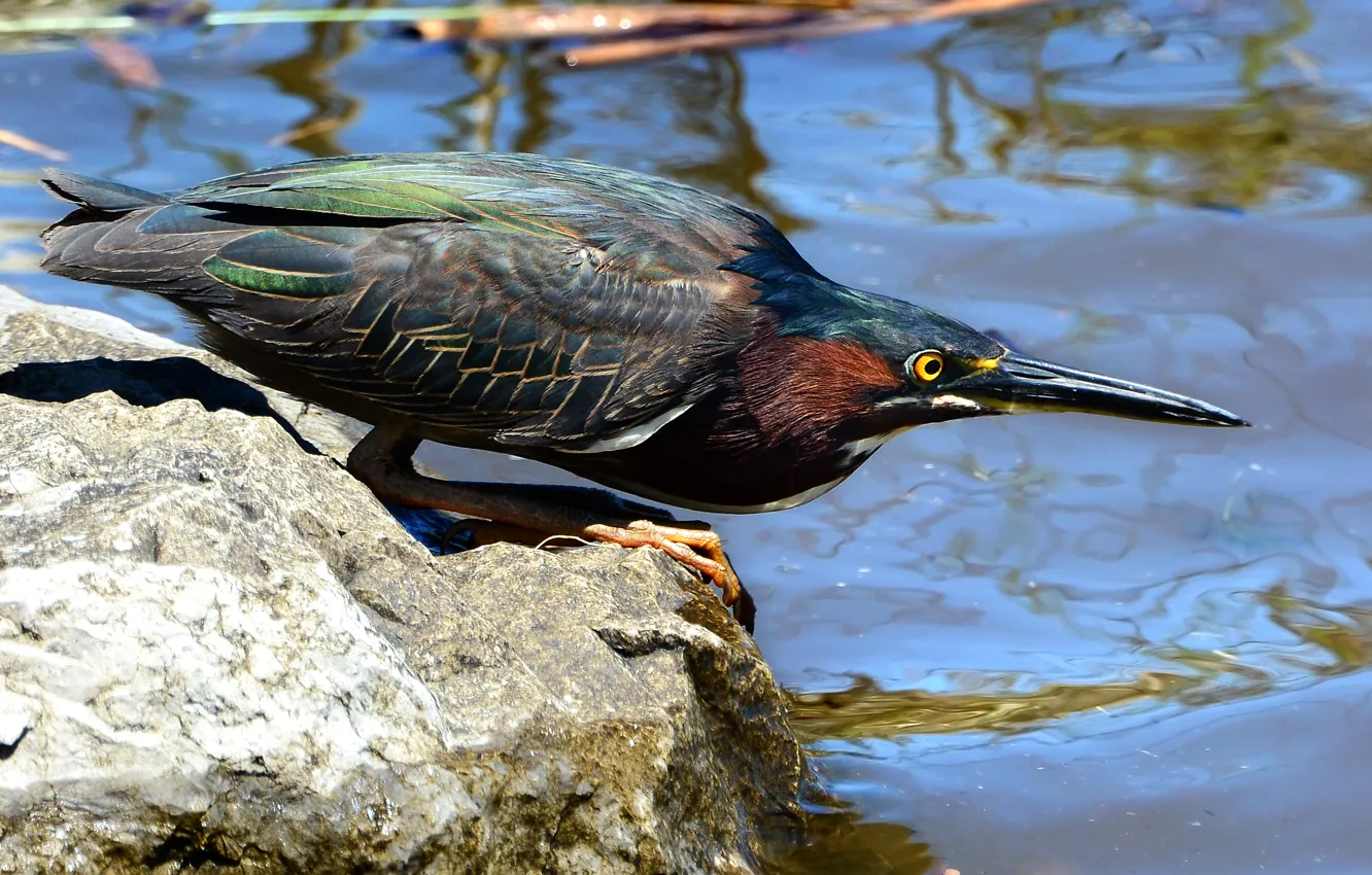 Photo wallpaper pose, green, stones, bird, fishing, attention, pond, Heron